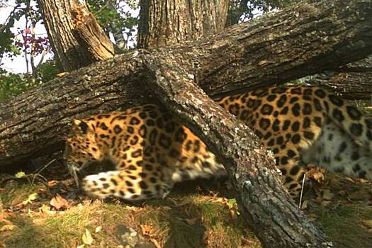 Самка редчайшего леопарда покорила российских зоологов ежегодными фотосессиями