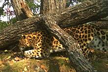 Самка редчайшего леопарда покорила российских зоологов ежегодными фотосессиями