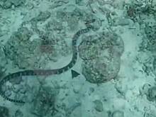 Одни из самых ядовитых существ в мире запугали российских туристов в курортной стране Азии