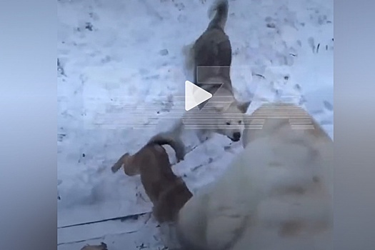 Белые медведи пришли на метеорологическую станцию, их сняли на видео