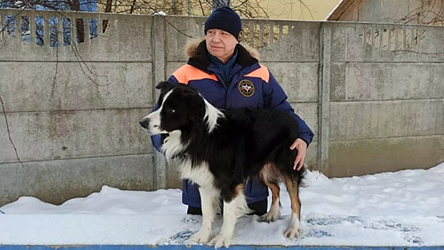 В России выбрали лучшую служебную собаку-спасателя