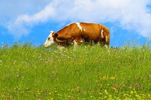 В Курской области построят животноводческий комплекс на 3,3 тыс коров