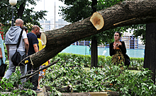 Реновация: В Москве срубят каждое 4-е дерево
