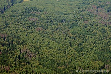 В Шале "черные лесорубы" погубили 1000 кубометров леса