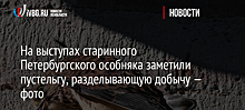 На выступах старинного Петербургского особняка заметили пустельгу, разделывающую добычу — фото