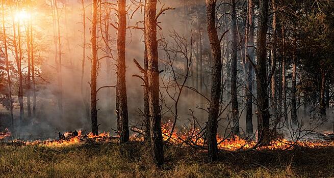 Лесовосстановительная фирма случайно сожгла 14 тыс. гектаров леса в Испании: Новости ➕1, 22.07.2022