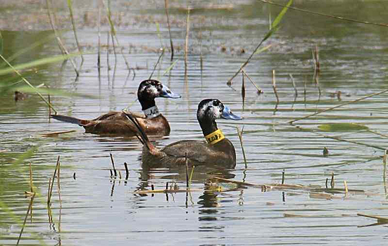 Уникальный объект по нацпроекту в Карасуке преобразил озеро и победил на Всероссийском конкурсе