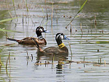 Уникальный объект по нацпроекту в Карасуке преобразил озеро и победил на Всероссийском конкурсе