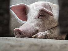 Фермер расчленил тела своих жертв и скормил их свиньям