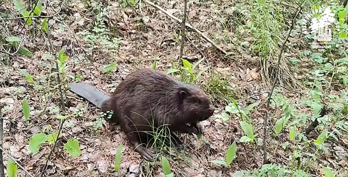 В Бузулукском бору заметили молодого бобра, идущего на поиски нового дома