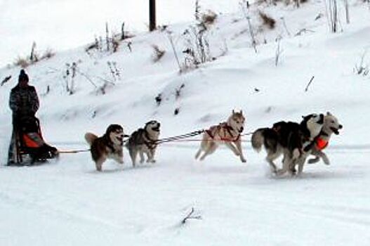 На новой архангельской лыжной базе проводят гонки на собачьих упряжках