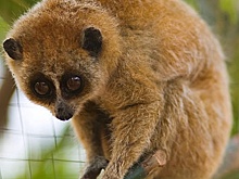 Самые необычные домашние питомцы знаменитостей