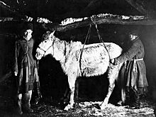 «Предвестники смерти»: какие сны русские считали самыми «нехорошими»