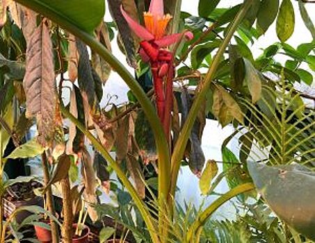 Бархатный банан расцвел в «Аптекарском огороде»