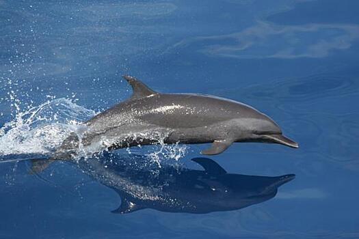«С Черным морем что-то не так». В Крыму и на Кубани гибнут краснокнижные дельфины
