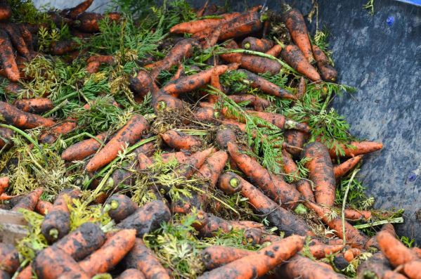 В Тюмени морковь подорожала на 165%