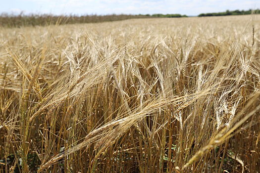 Оренбургские аграрии намолотили 3,6 млн тонн зерна