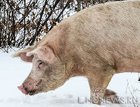 В Подмосковье может вырасти показатель заболеваемости свиней АЧС