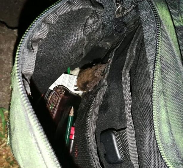 Когда открыл сумку и обнаружил сюрприз – спящую летучую мышь.  