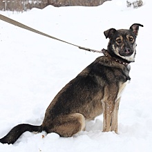 Из первого пёсокафе Новосибирска пропала собака