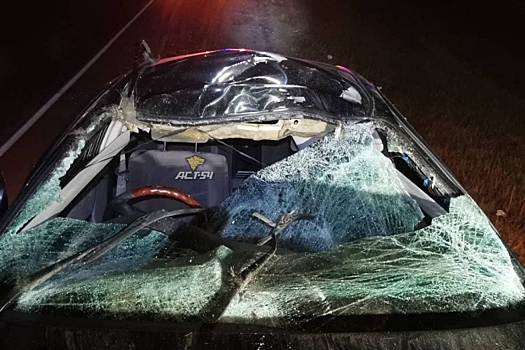 Лось выбежал на трассу и снес крышу автомобиля в Барабинске