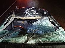 Лось выбежал на трассу и снес крышу автомобиля в Барабинске