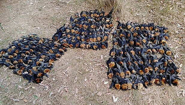 Жара в Австралии "сварила" тысячи летучих мышей