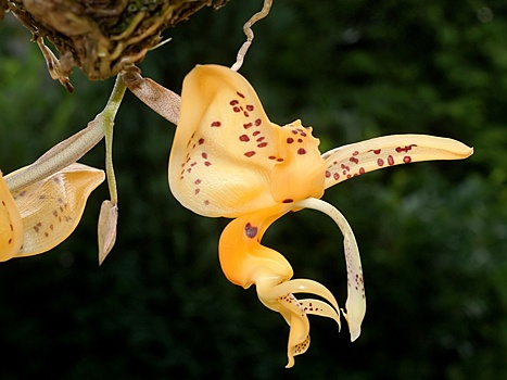Уникальный вид орхидеи расцвел в «Аптекарском огороде»