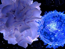 Ученые выяснили механизм не дающий иммунной системе бороться с раком