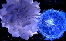 Ученые выяснили механизм не дающий иммунной системе бороться с раком