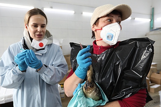 Назван ущерб от гибели краснокнижных животных при разливе мазута у берегов Анапы