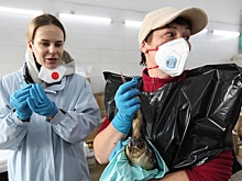 Назван ущерб от гибели краснокнижных животных при разливе мазута у берегов Анапы