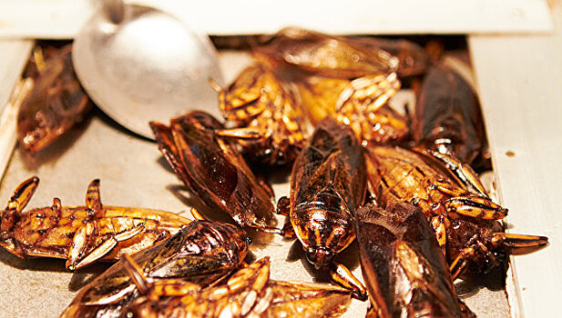 В Японии приостановили работу завода из-за таракана