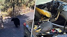 Daily Mail: в США медведь забрался в машину и украл конфеты