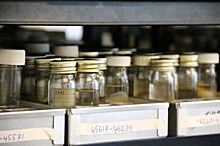 Ноев ковчег британских микробов из сельскохозяйственных культур -  уникальный ресурс