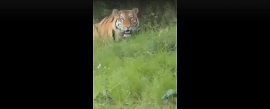 В Сети набирает популярность ролик о том, как тигр украл ведро у рыбаков