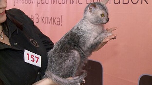 На выставке Top Cat пензенцам представили редкое животное