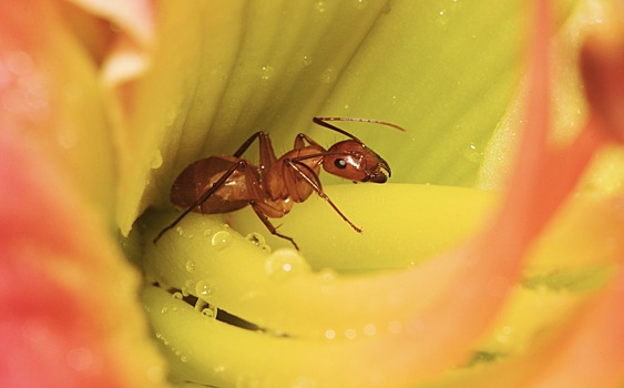 Ученые рассказали, как двуустка превращает муравьев в зомби