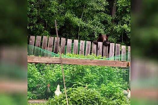 В селе Епишино сняли медведя, наблюдавшего через забор за курицами