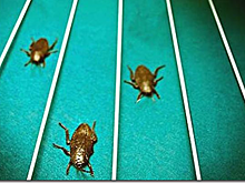 Тараканьи бега — в центре экологии в Калининграде