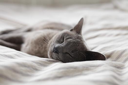 Что такое синдром "усталости усов" и как от него страдают кошки