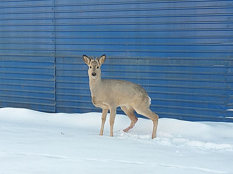Необычный вызов: помощь кузбасских спасателей потребовалась на шахте дикому зверю