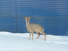 Необычный вызов: помощь кузбасских спасателей потребовалась на шахте дикому зверю