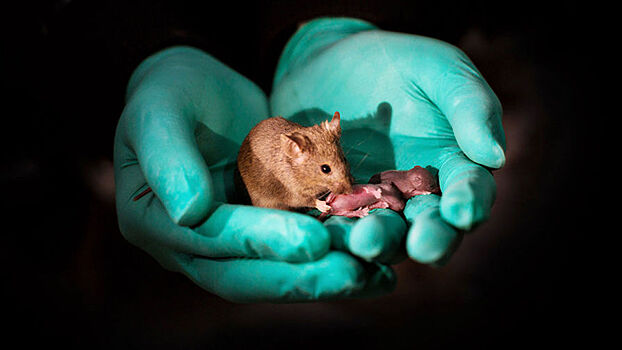 The Telegraph: ученые получили потомство у мышей от двух отцов без участия матери
