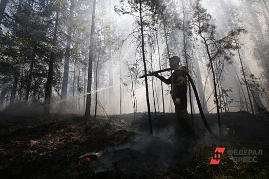 Свердловские власти рассказали, как используют пепелища после лесных пожаров