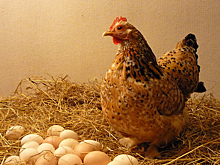 Как решается извечный вопрос о курице и яйце