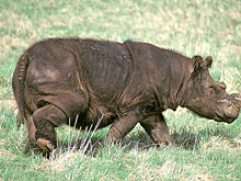 От рака умер последний суматранский носорог