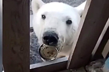 Московские ветеринары вылетели на Диксон к пострадавшему белому медведю
