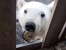Московские ветеринары вылетели на Диксон к пострадавшему белому медведю
