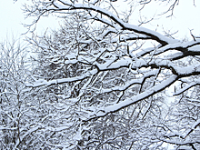 Медведев поручит сдвинуть границы "Лосиного острова"